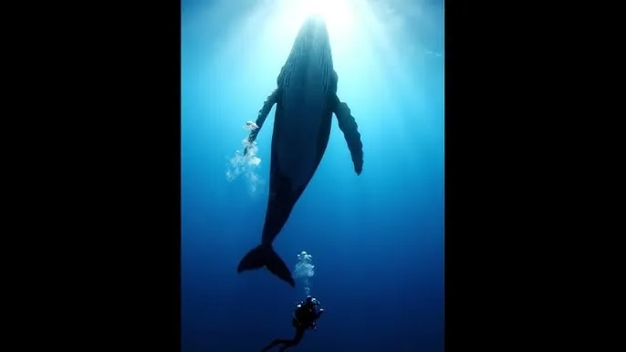 抖阴 - 深蓝星球：探索海洋深处的未知世界